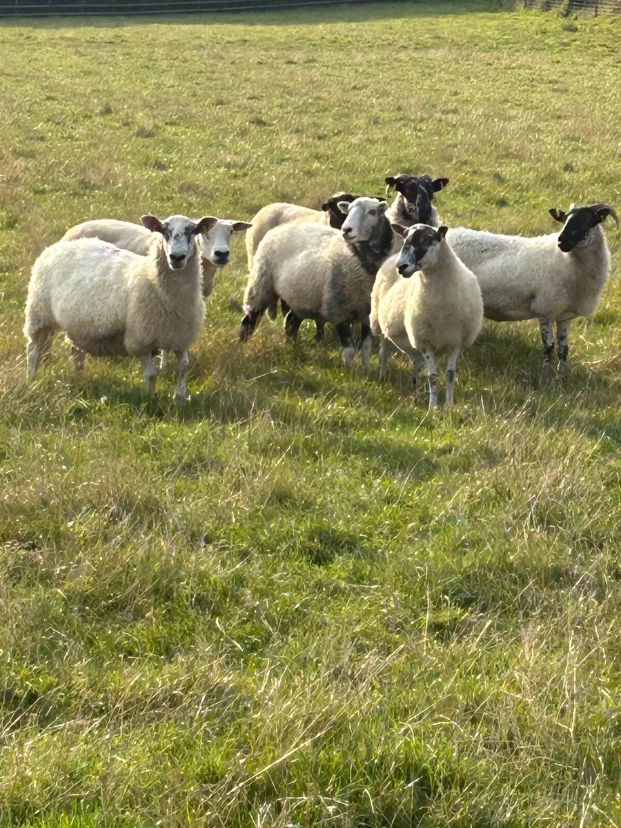 Sheep - Image 1
