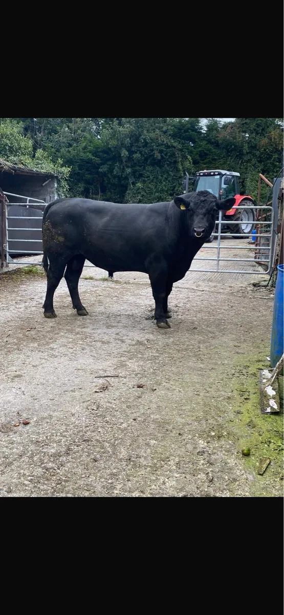 Angus bull - Image 2