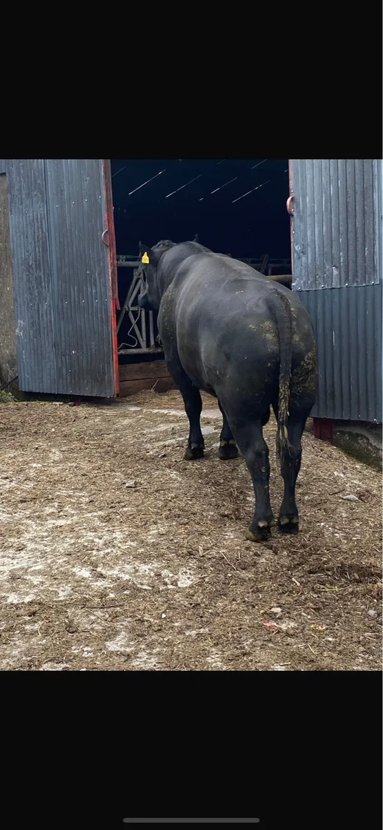 Angus bull - Image 3