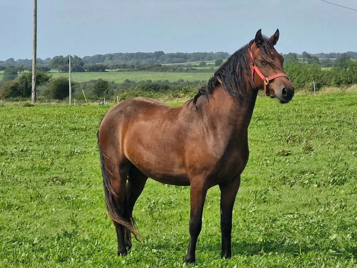 Connemara Gelding 2 year old - Image 1