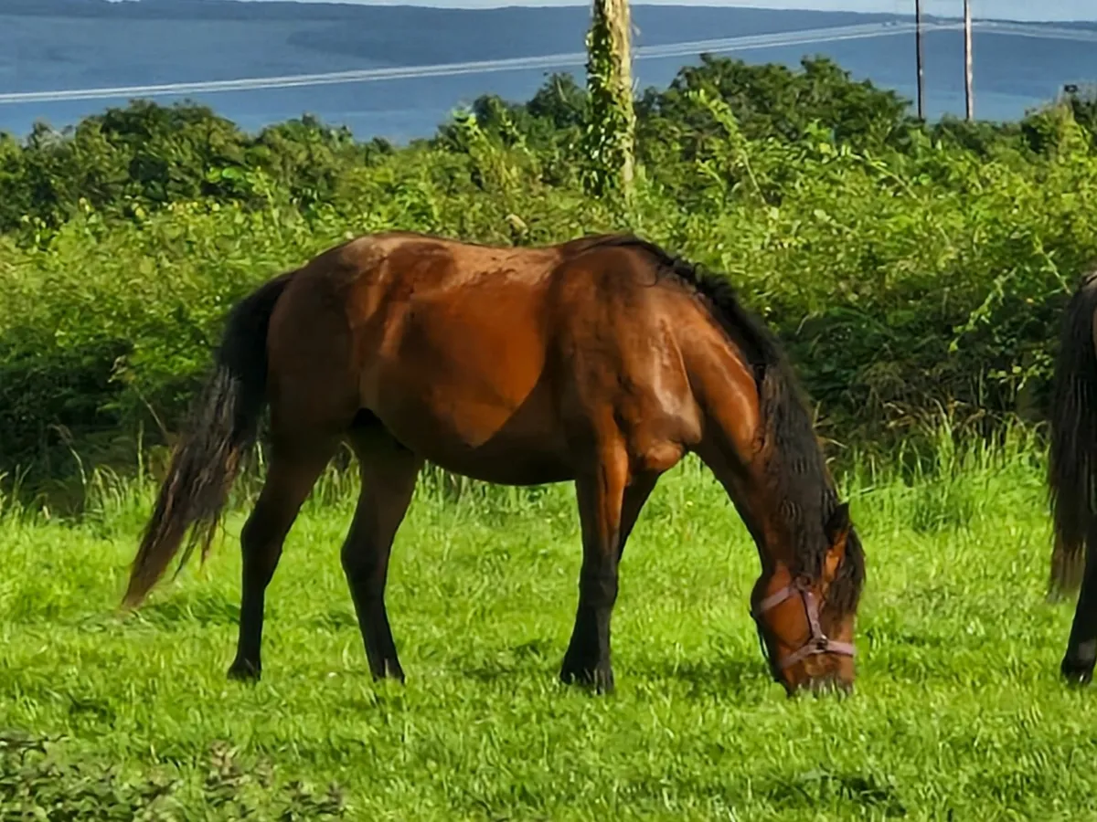 Connemara Gelding 2 year old - Image 3
