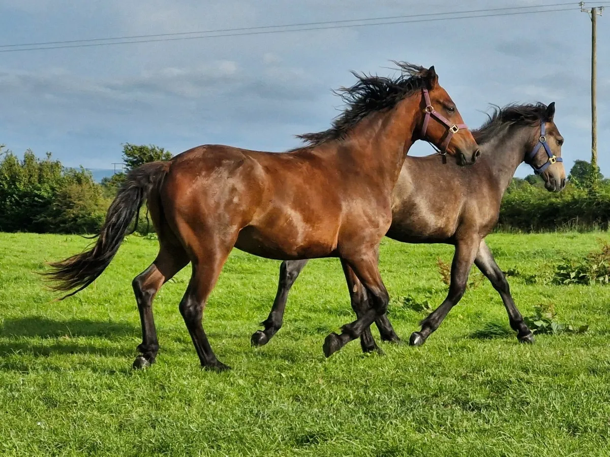 Connemara Gelding 2 year old - Image 4