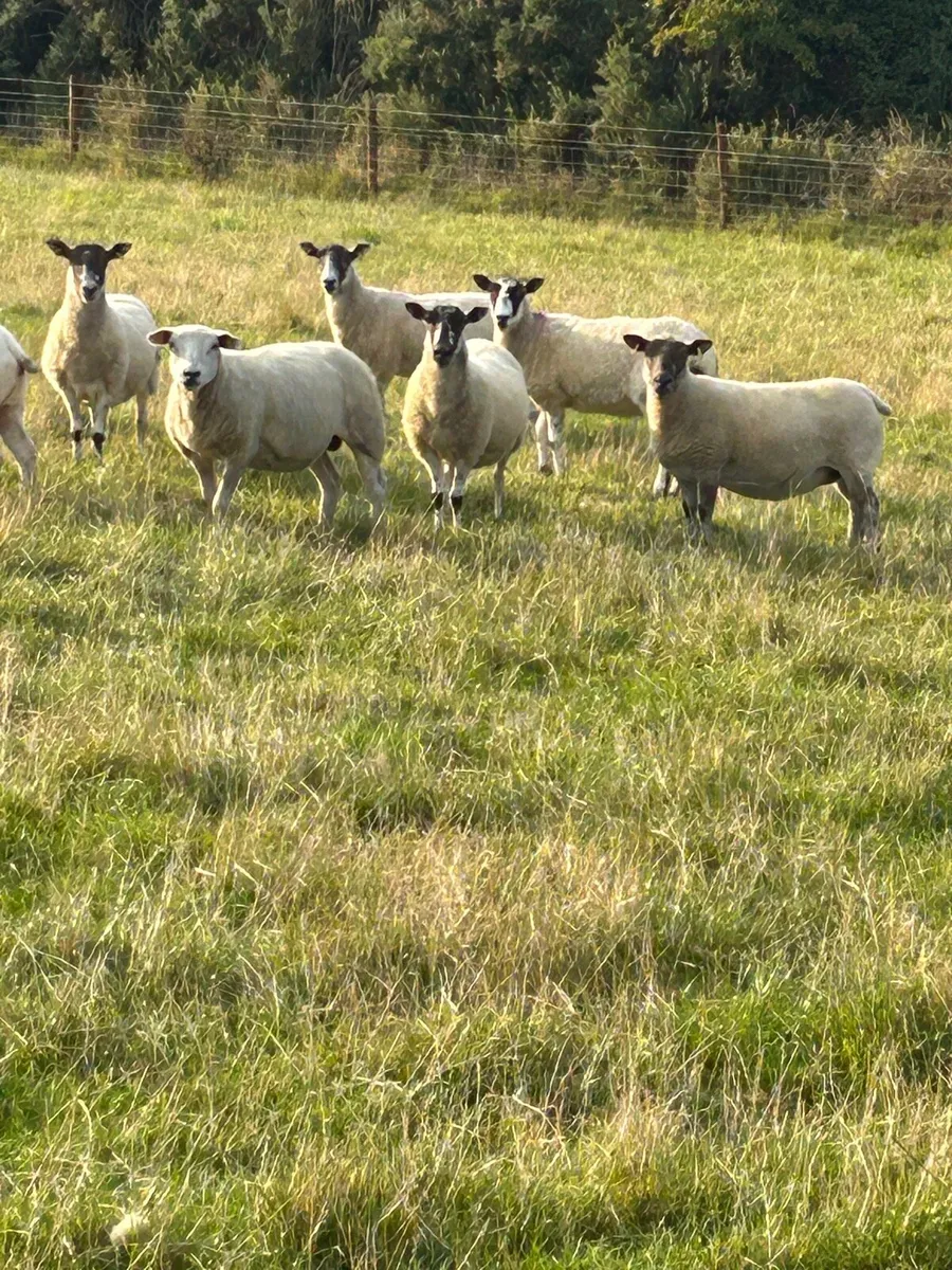 Sheep - Image 2