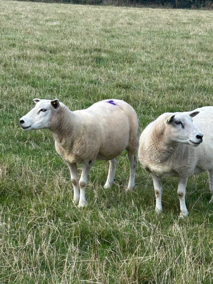 Sheep - Image 3
