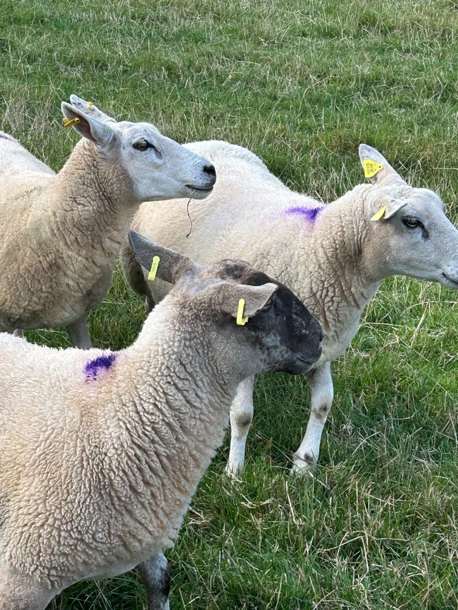 Sheep - Image 4