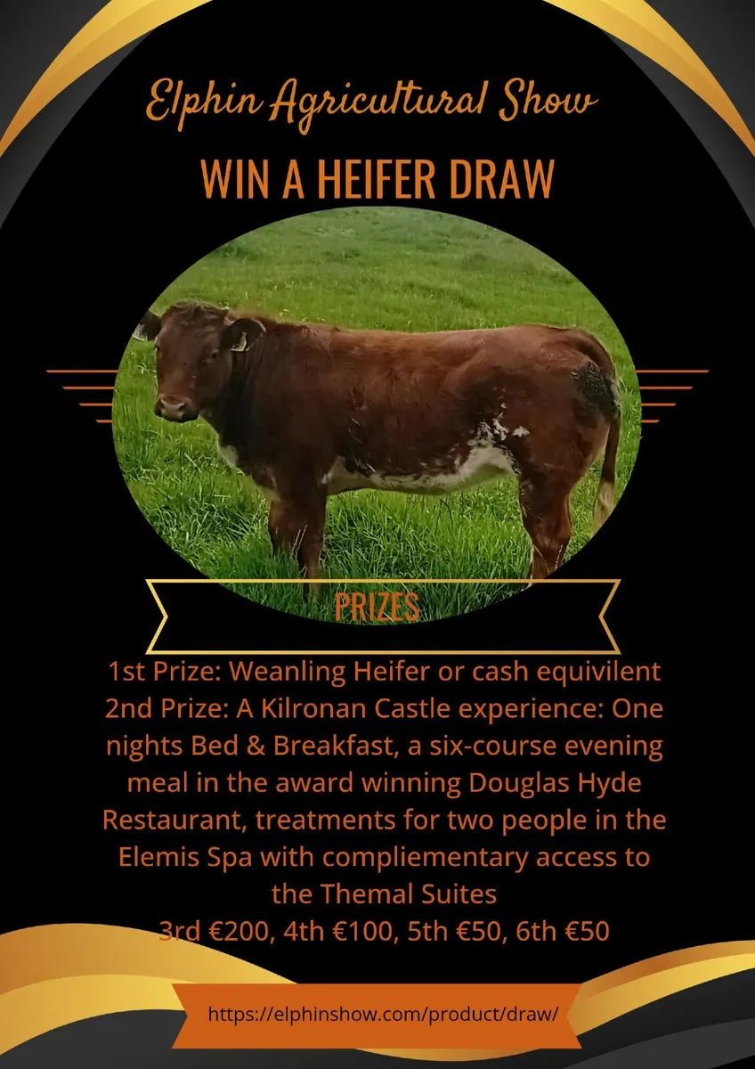 Heifer - Image 3