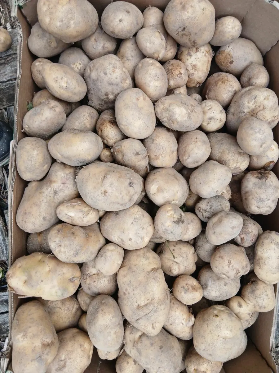Potatoes for sale