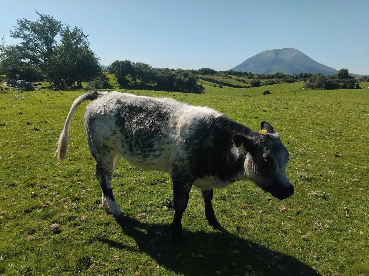 Heifer weanling - Image 1
