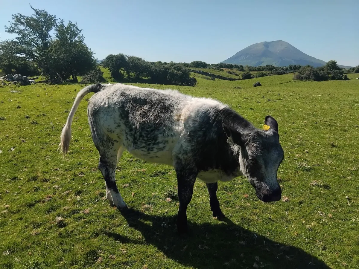 Heifer weanling - Image 2