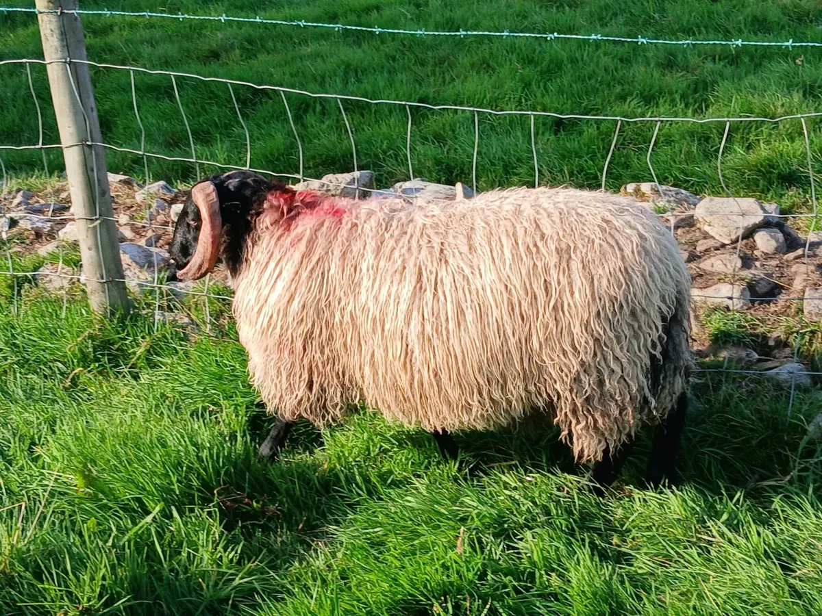 Blackface mountain Ram Lambs - Image 1
