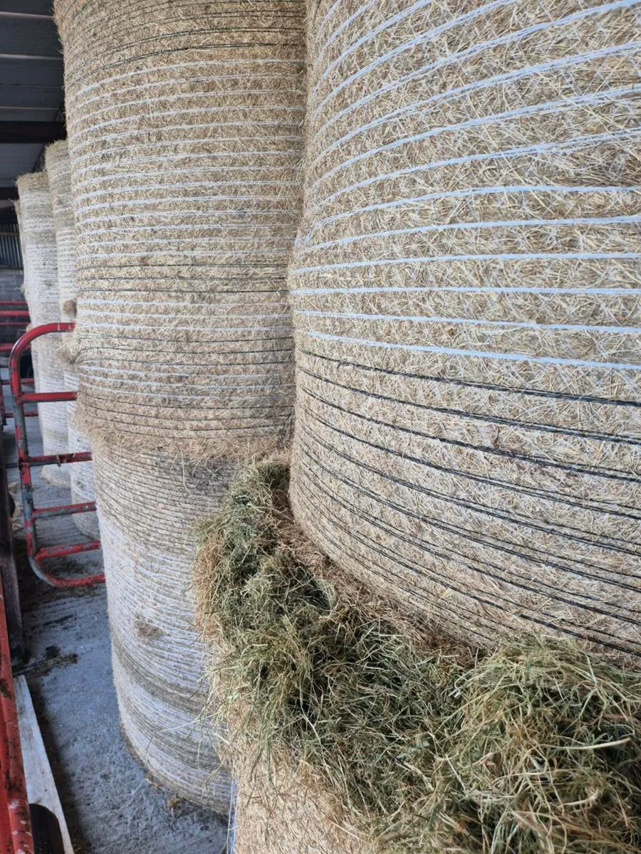 Top quality hay - Image 2