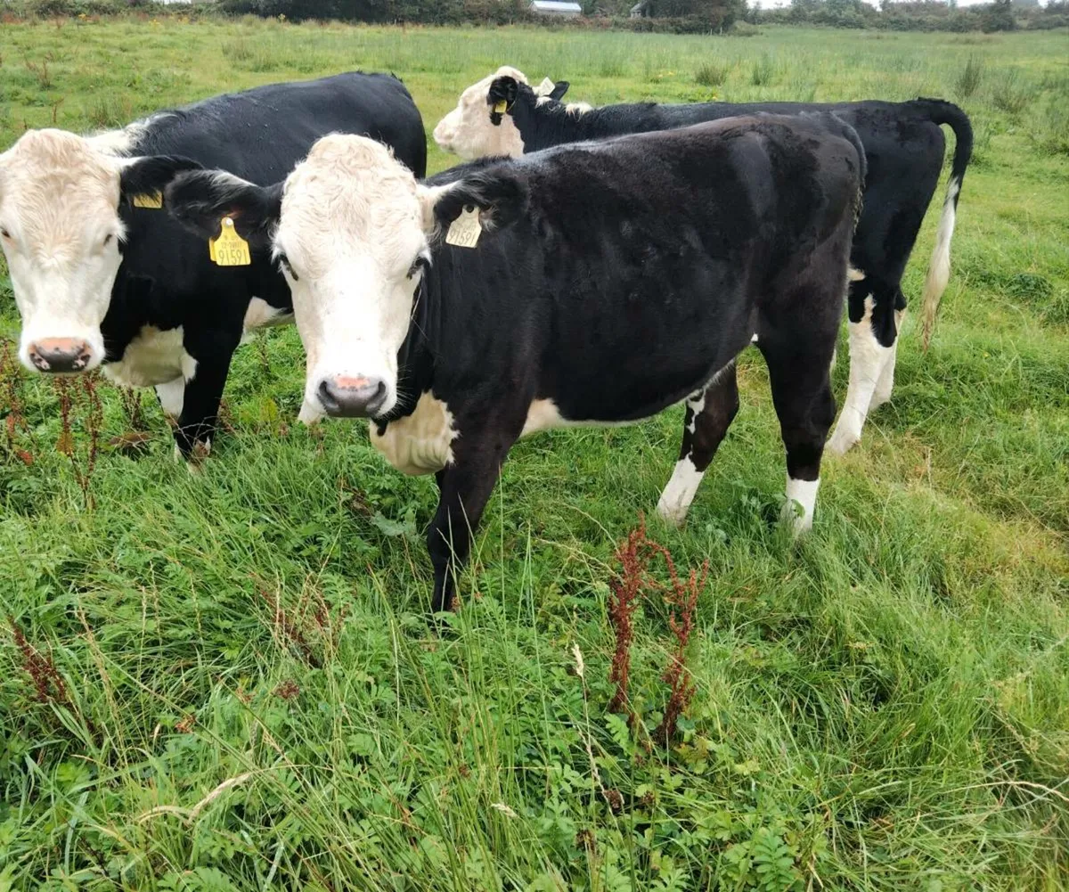 Herford Heifers - Image 4