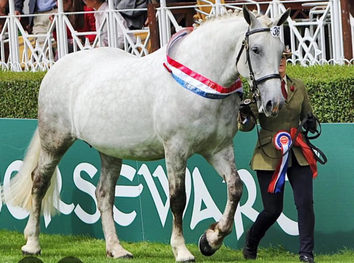 CORK HORSE&PONY SALES Sunday 12th October - Image 1