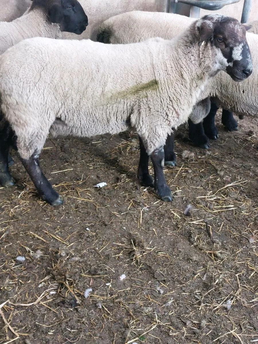 Suftex Hogget Ram - Image 1