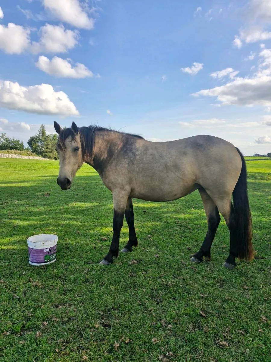 3 year old dun filly - Image 2