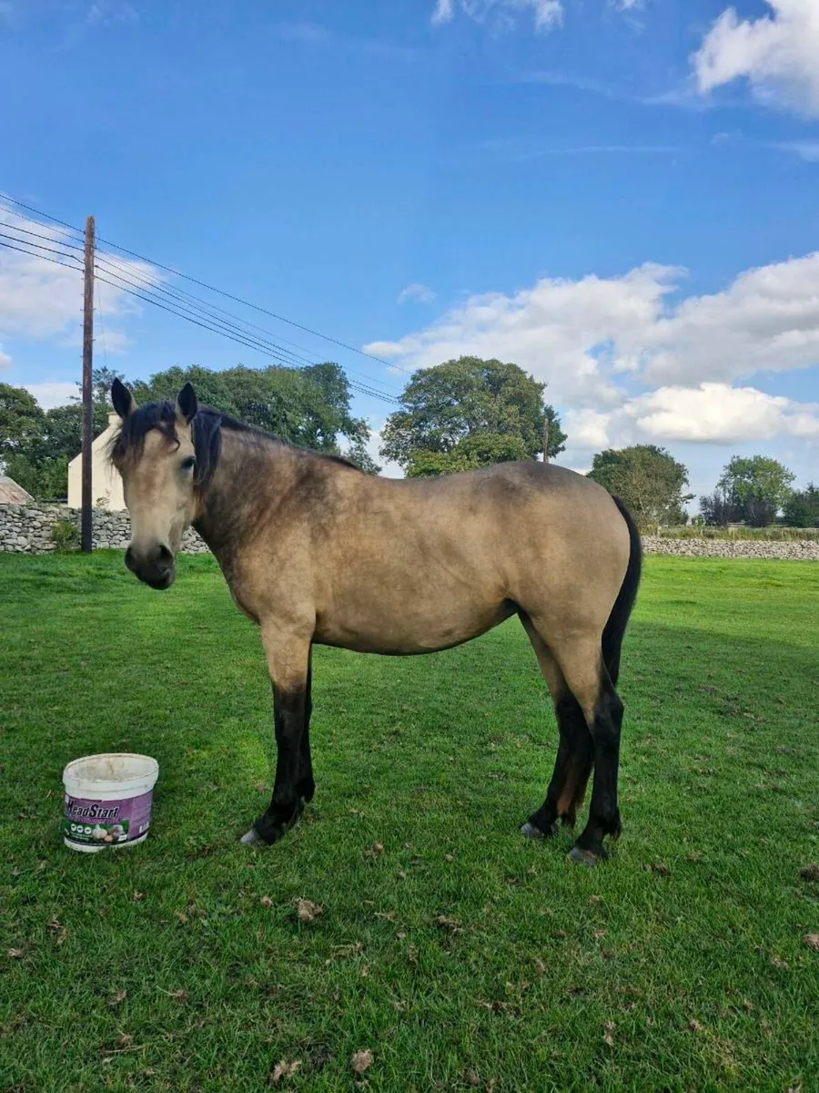 3 year old dun filly - Image 1