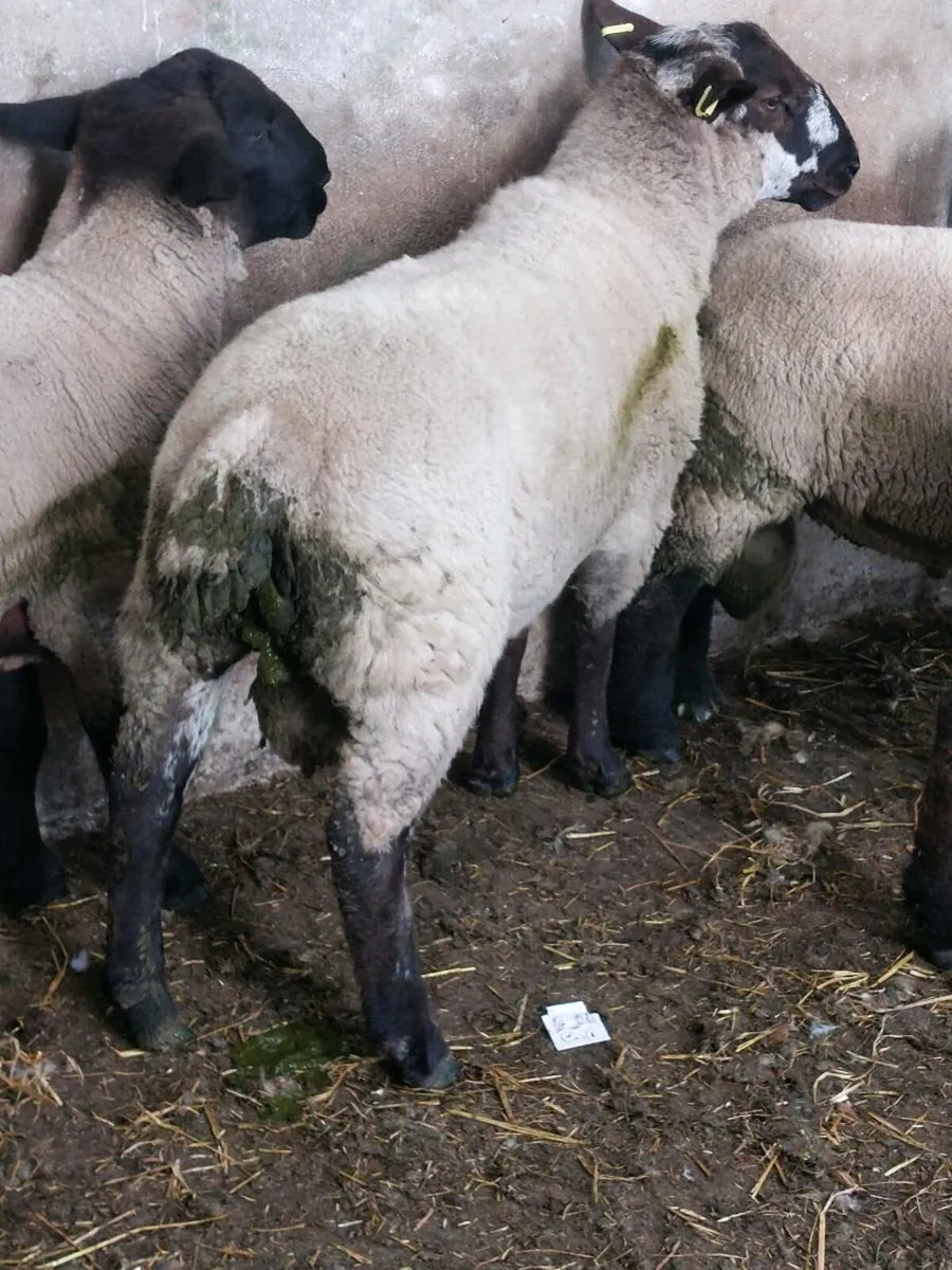 Suftex Hogget Ram - Image 2