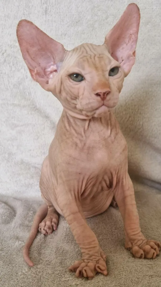 Sphynx - Image 2