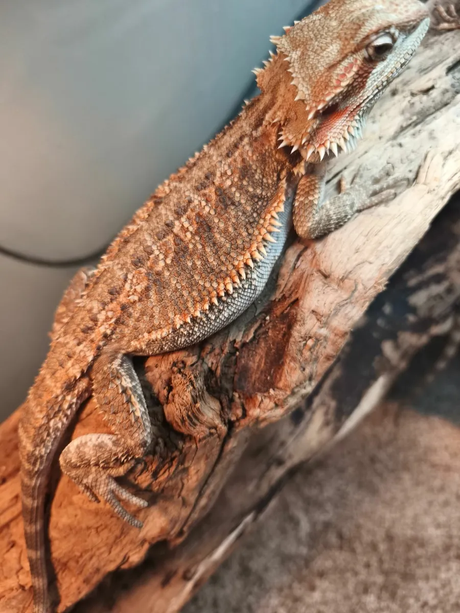 Juvenile hypo and leather back bearded dragons - Image 2