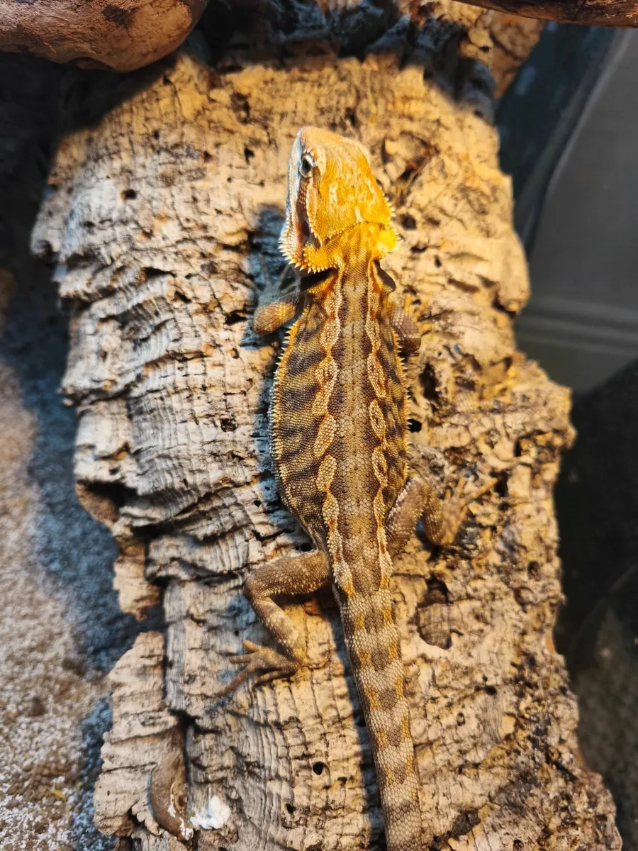 Juvenile hypo and leather back bearded dragons - Image 1
