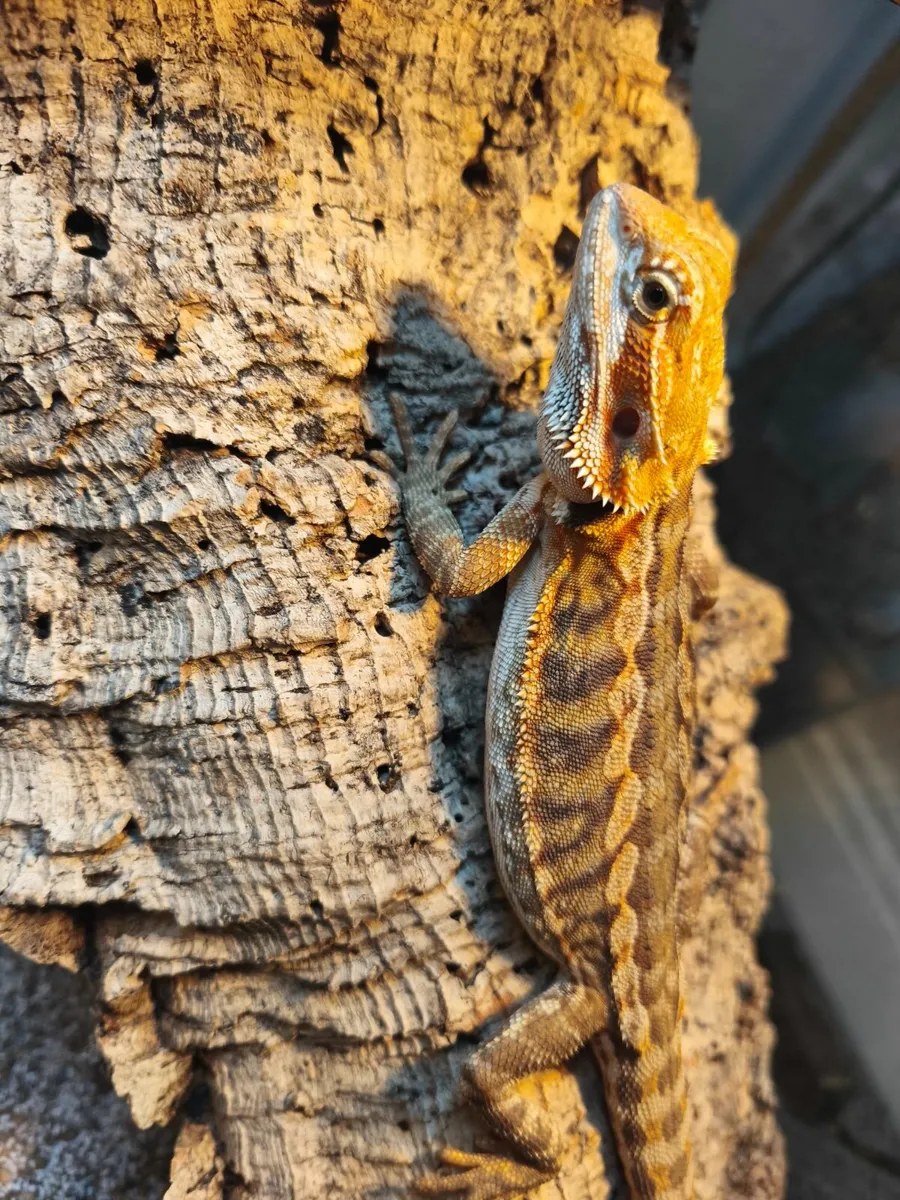 Juvenile hypo and leather back bearded dragons - Image 3