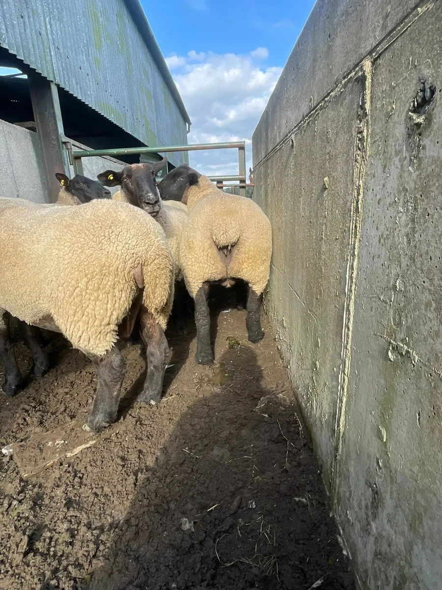 3yr old ewes - Image 1