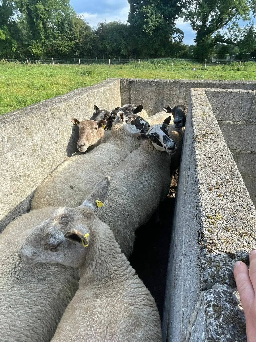 3yr old ewes - Image 4