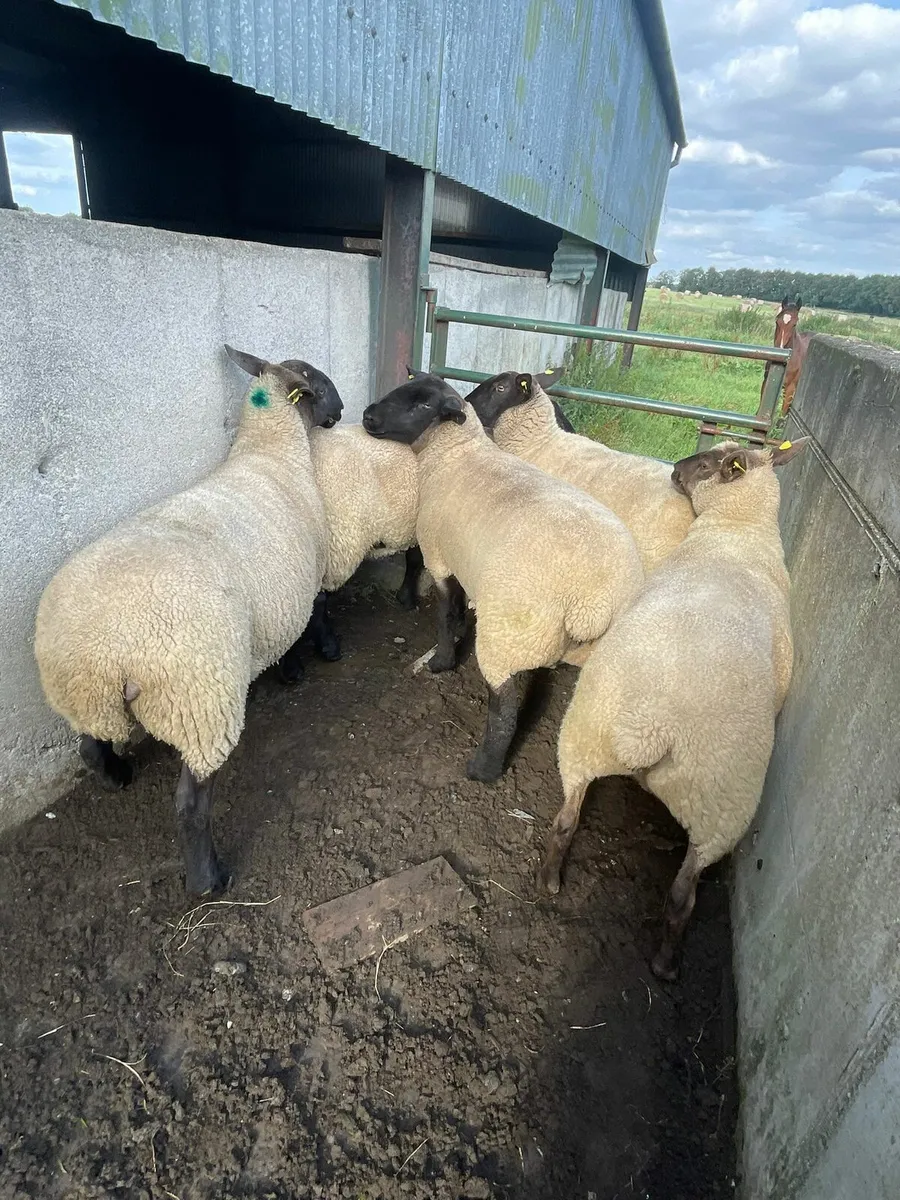 3yr old ewes - Image 2