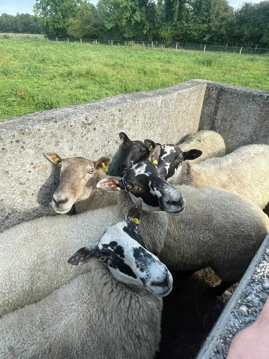 3yr old ewes - Image 3