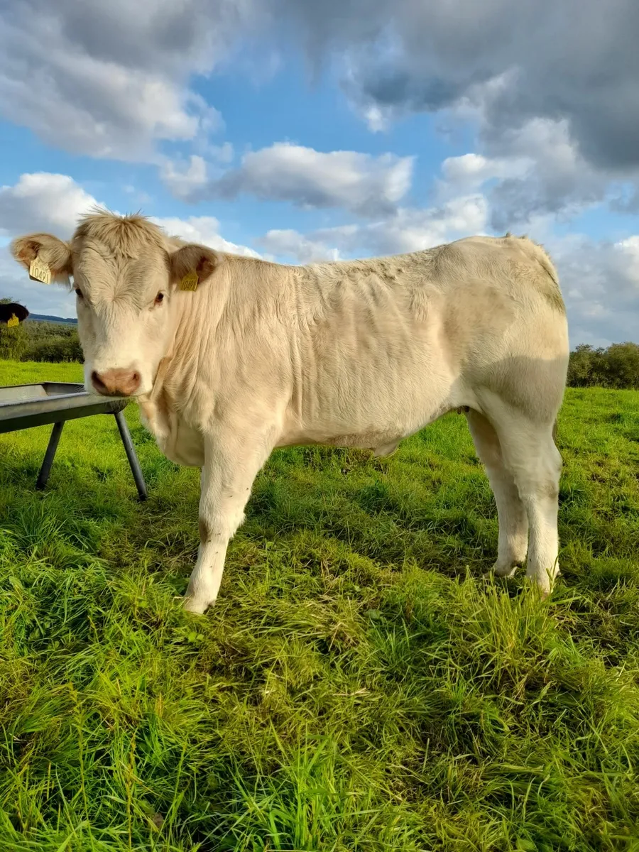 Yearling Hfs - Image 4
