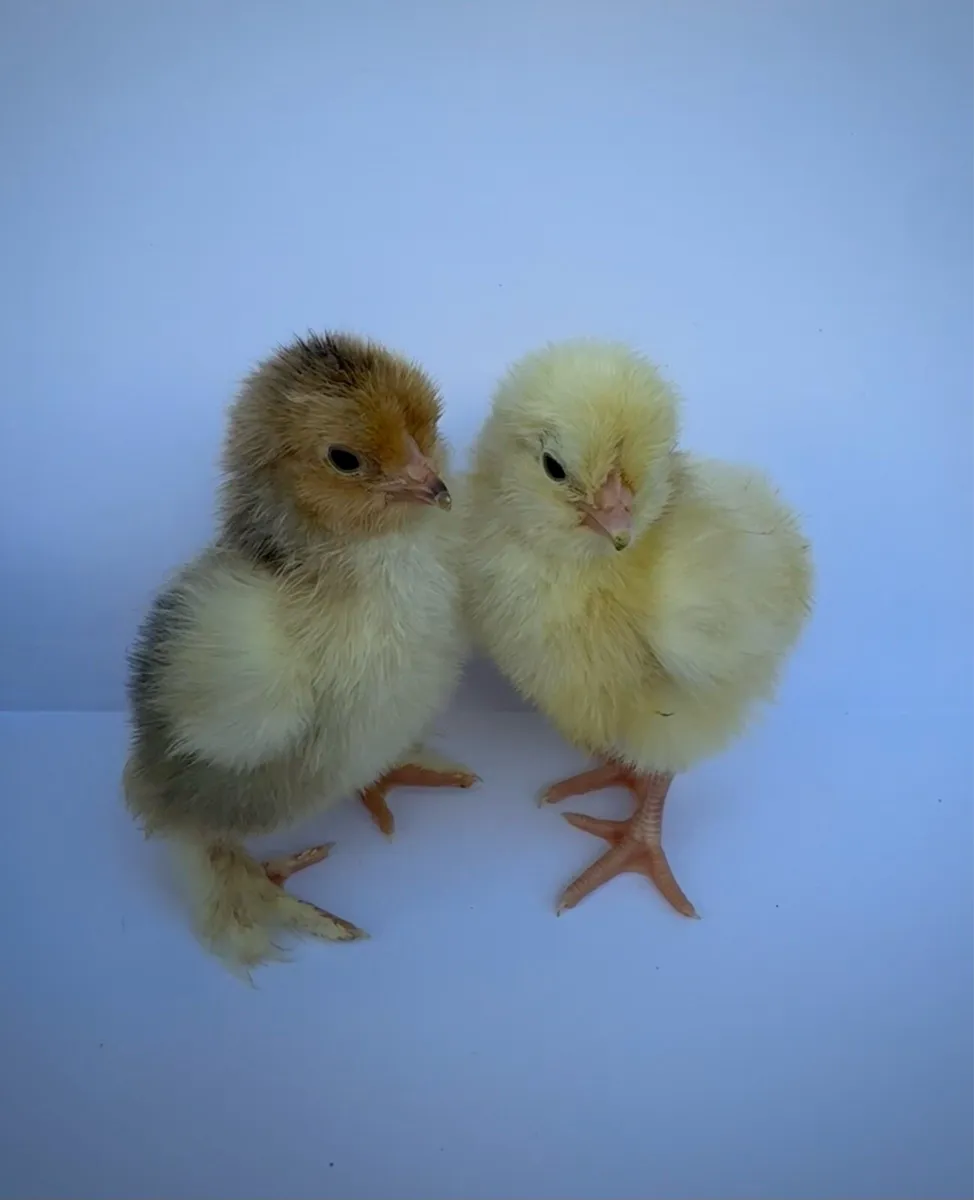 Day old chicks 🐣 - Image 1
