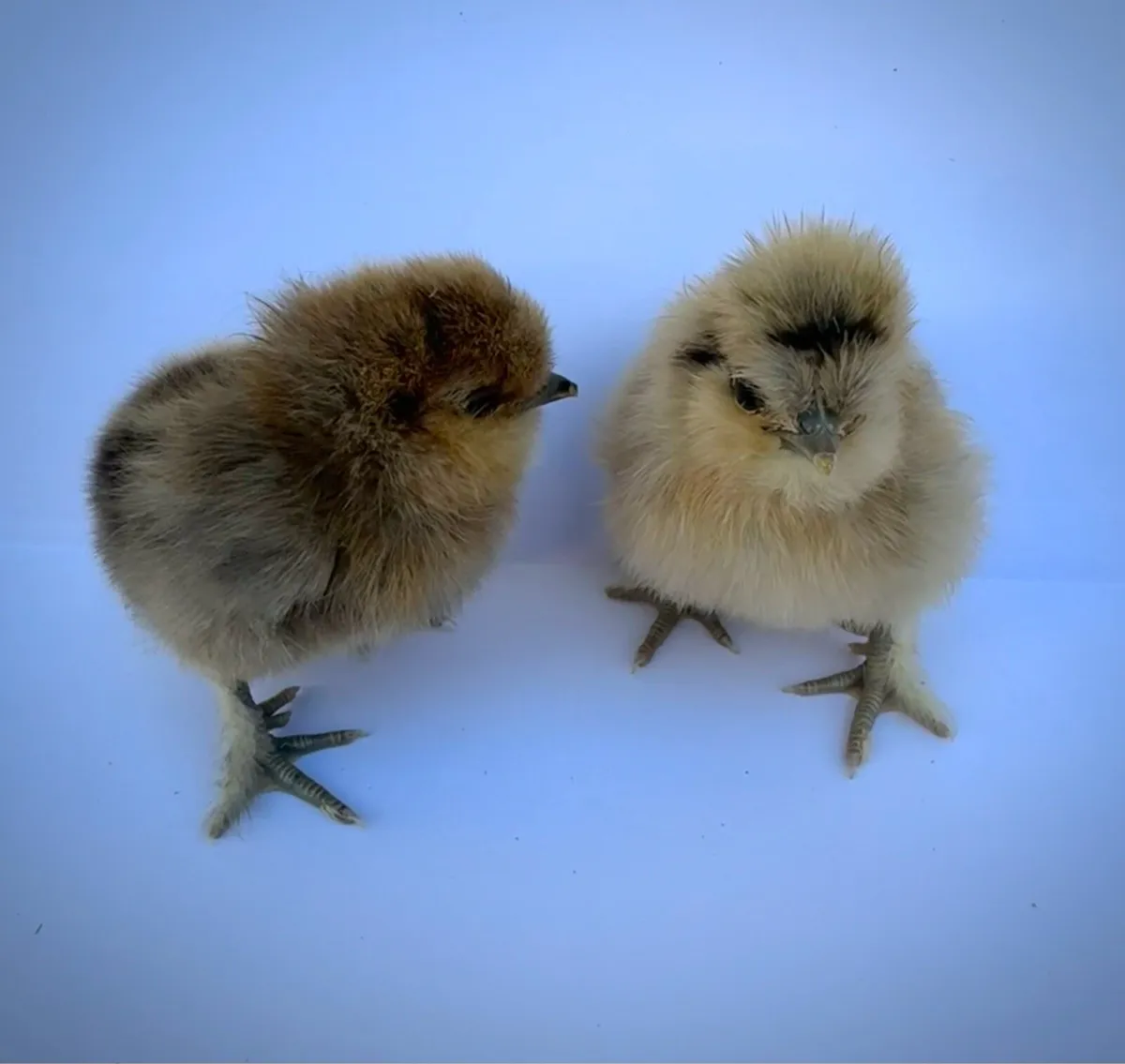 Day old chicks 🐣 - Image 2