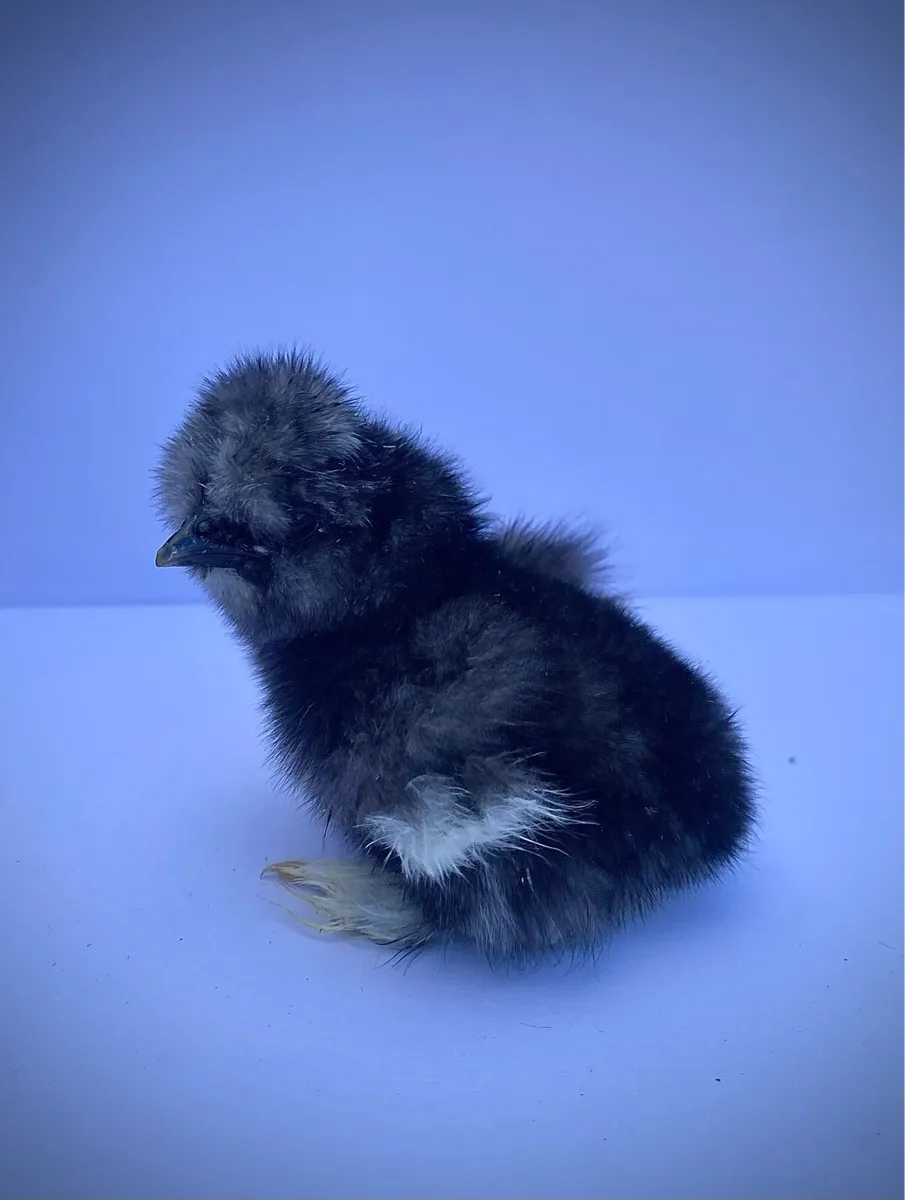 Day old chicks 🐣 - Image 3