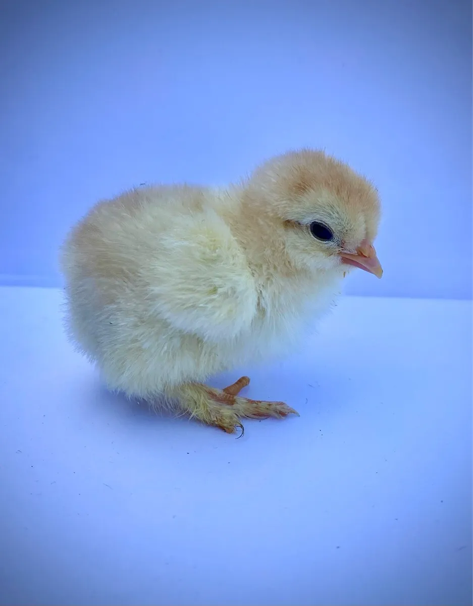 Day old chicks 🐣 - Image 4