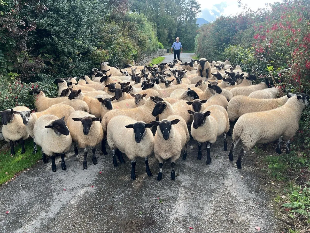 Suffolk X Ewe Lambs - Image 1