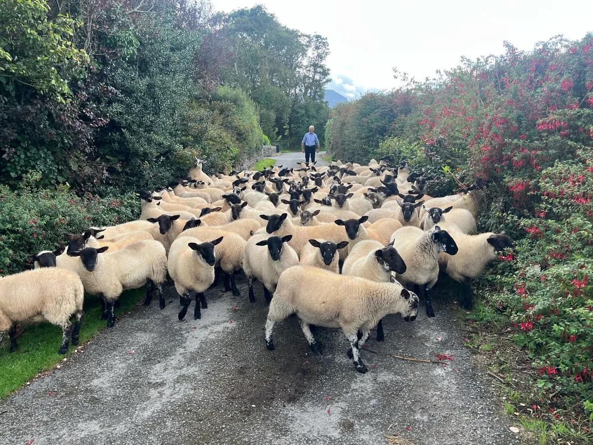 Suffolk X Ewe Lambs - Image 2