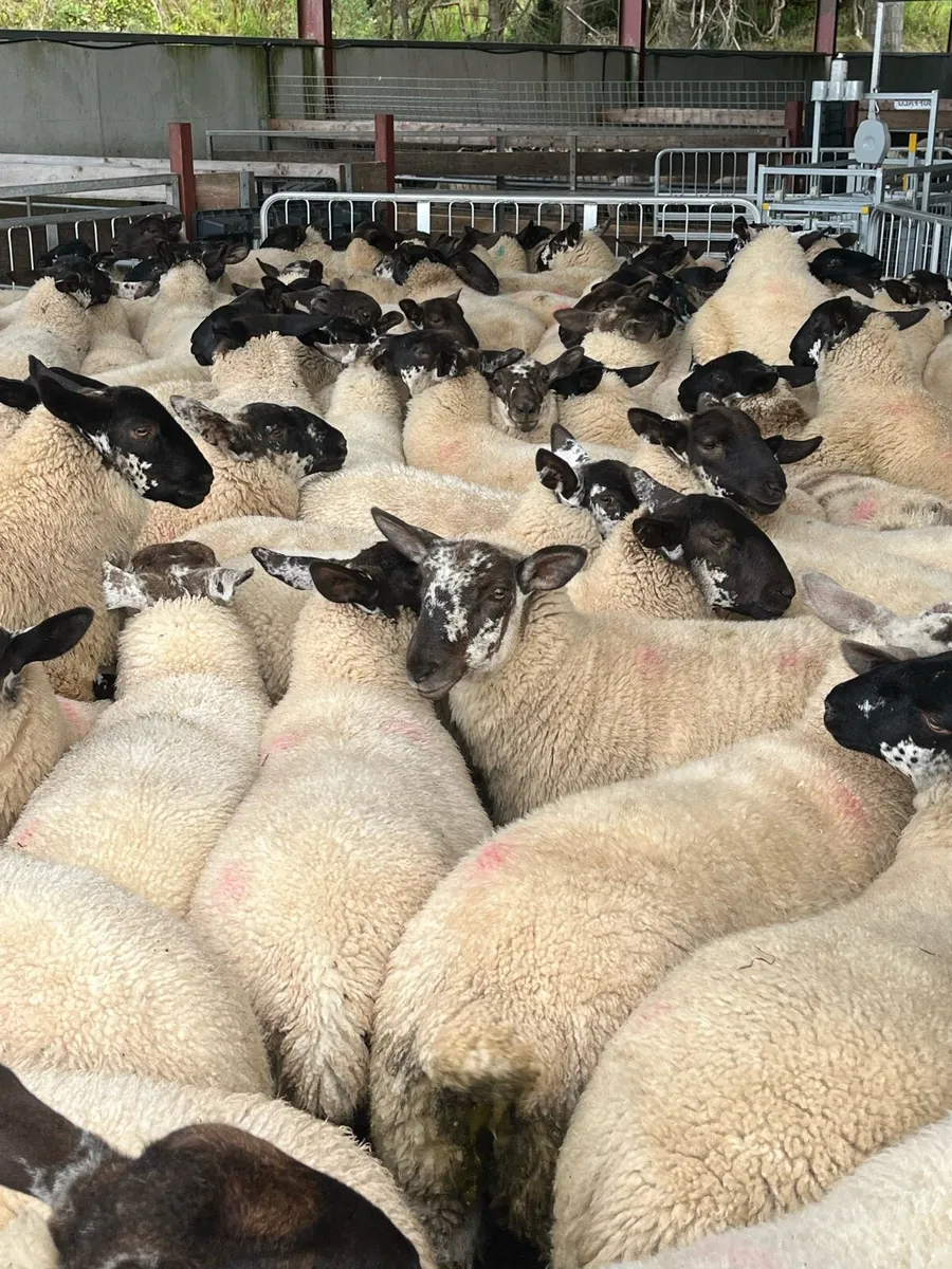 Suffolk X Ewe Lambs - Image 3