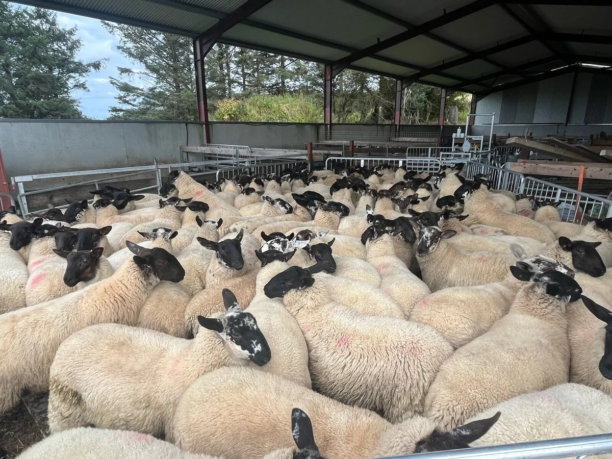 Suffolk X Ewe Lambs - Image 4