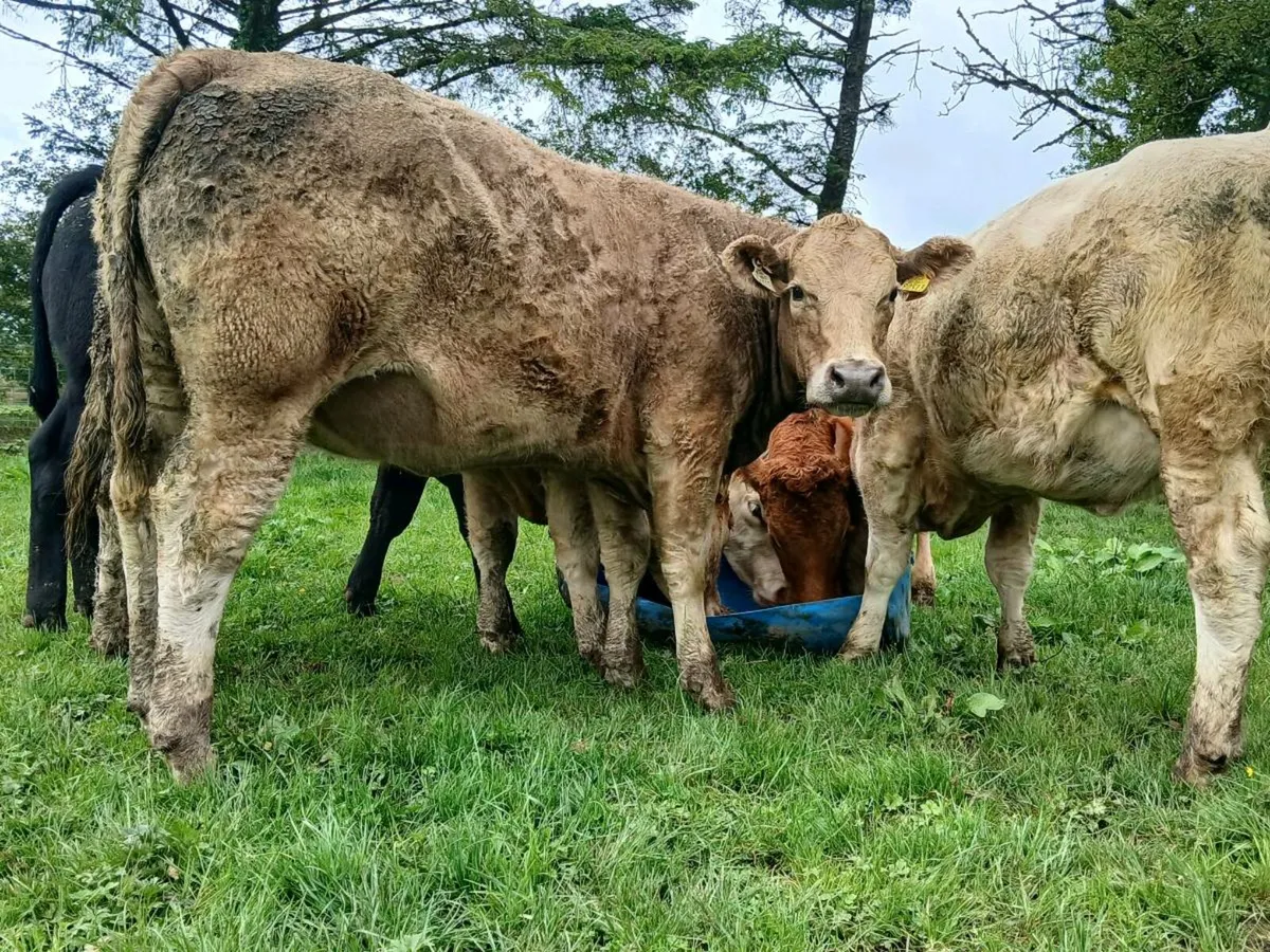 10 Super Heifers - Image 1