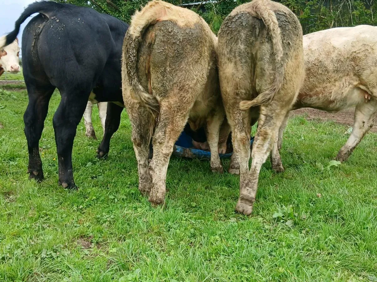 10 Super Heifers - Image 3