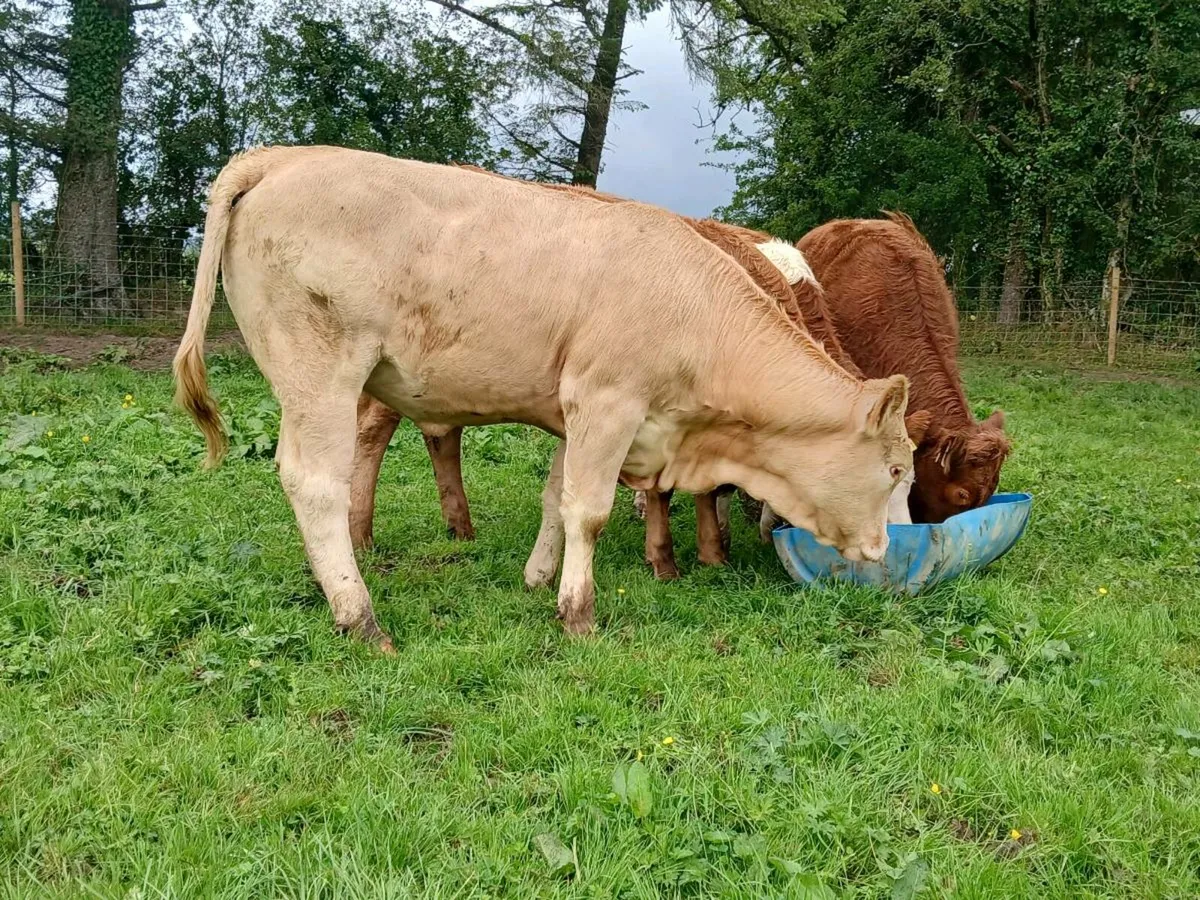 10 Super Heifers - Image 4