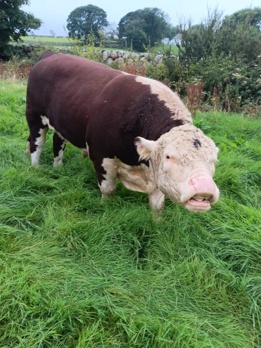 Pedigree Hereford Bull - Image 1