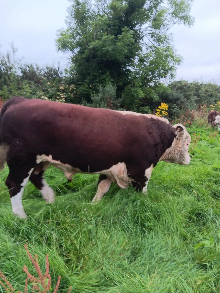 Pedigree Hereford Bull - Image 2