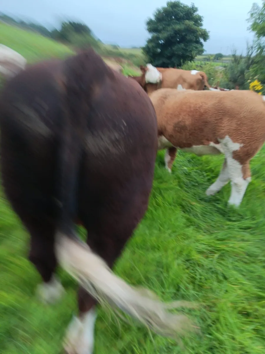 Pedigree Hereford Bull - Image 3