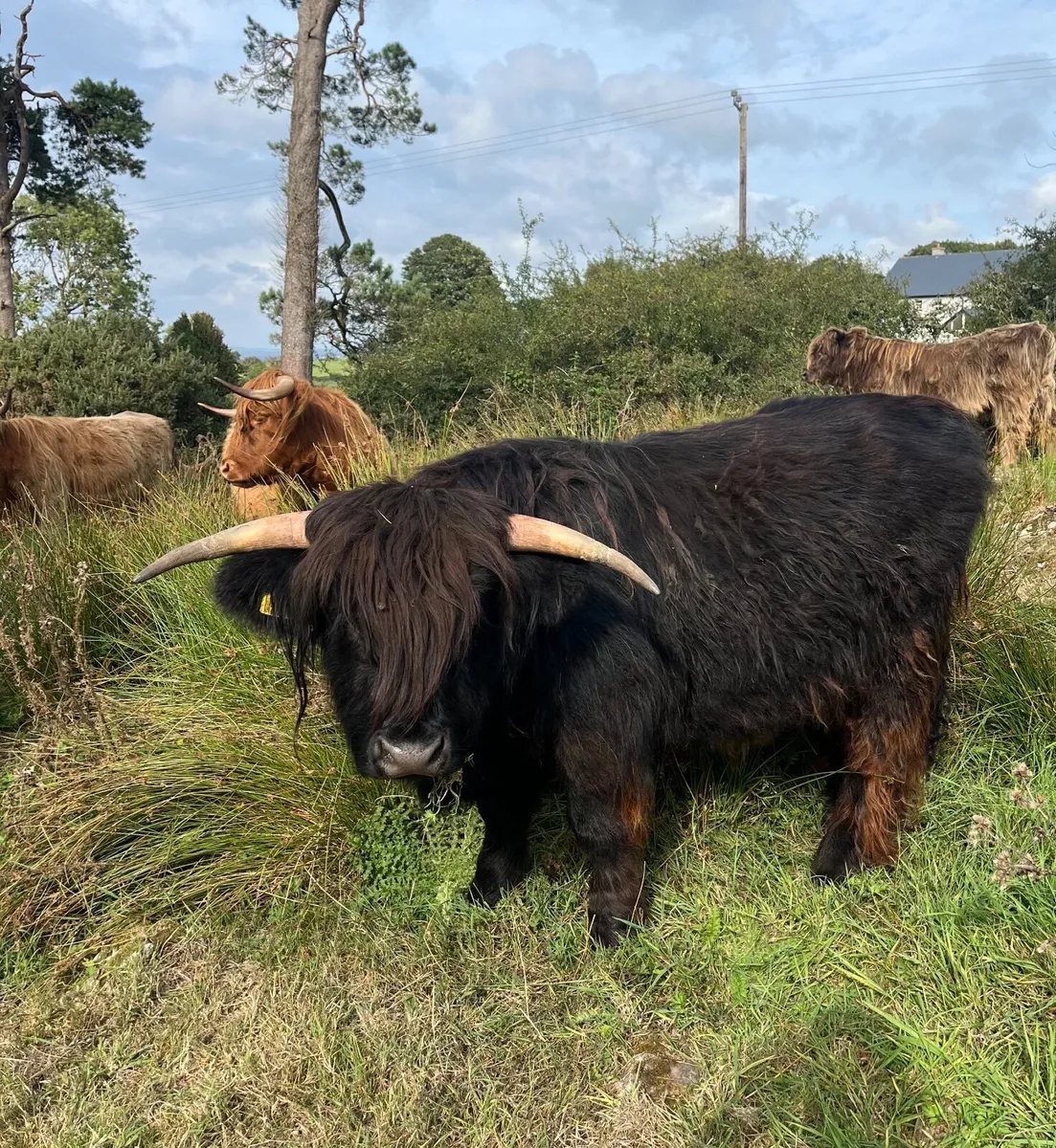 2 Pedigree Registered Highland Bulls - Image 2