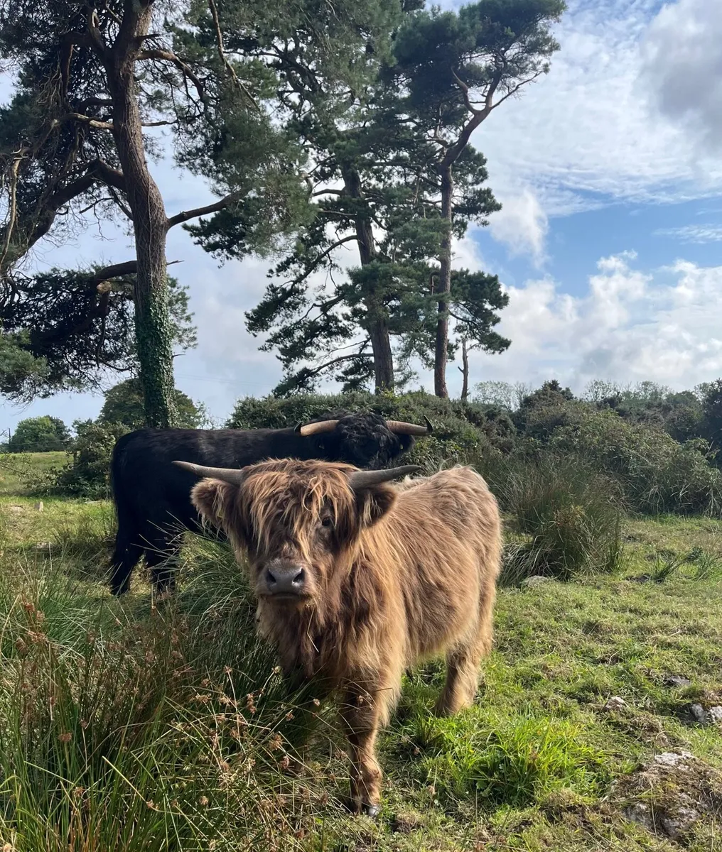 2 Pedigree Registered Highland Bulls - Image 1