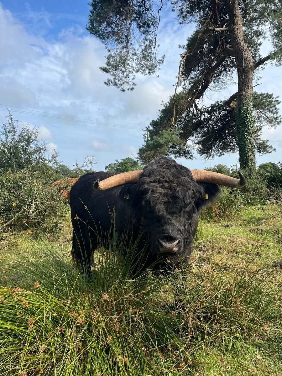 2 Pedigree Registered Highland Bulls - Image 3