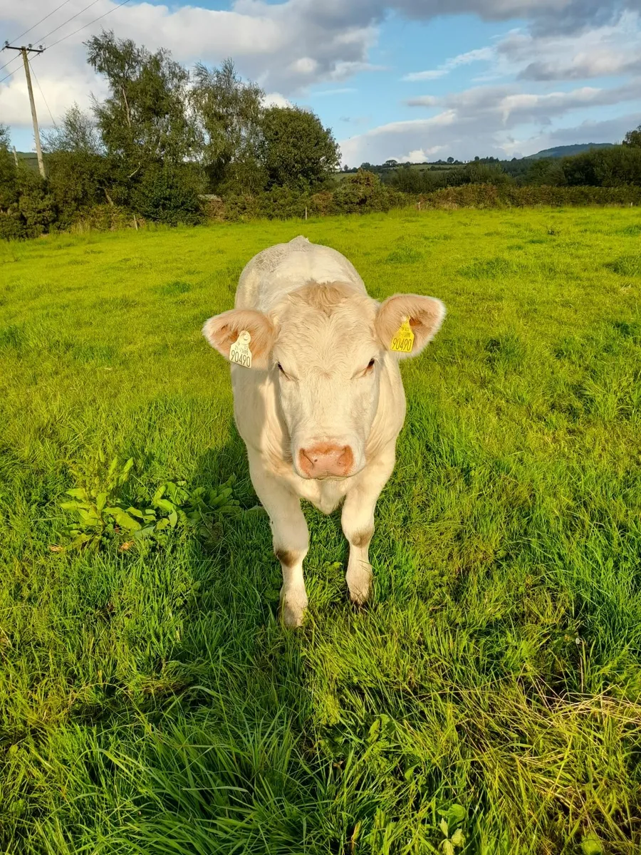Yearling Hfs - Image 1