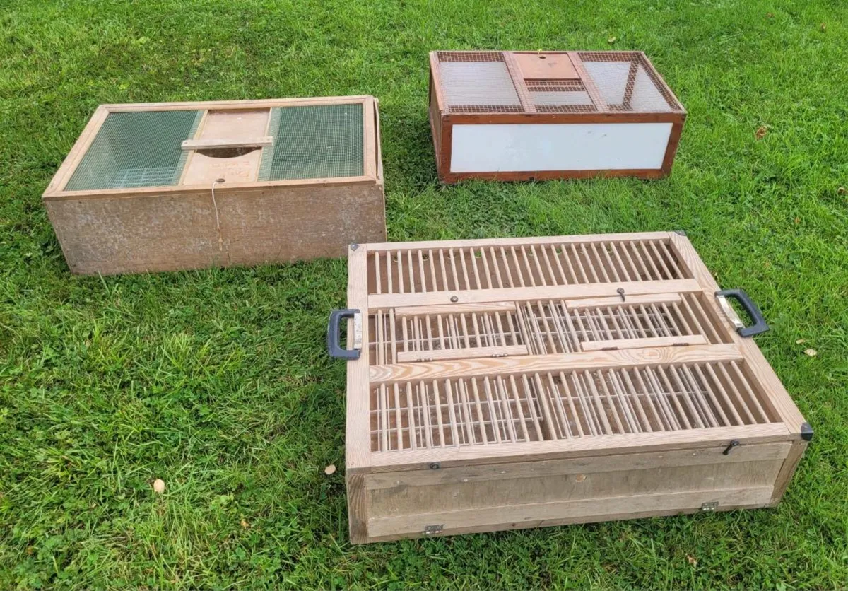 Pigeon crates and showbird carriers - Image 1