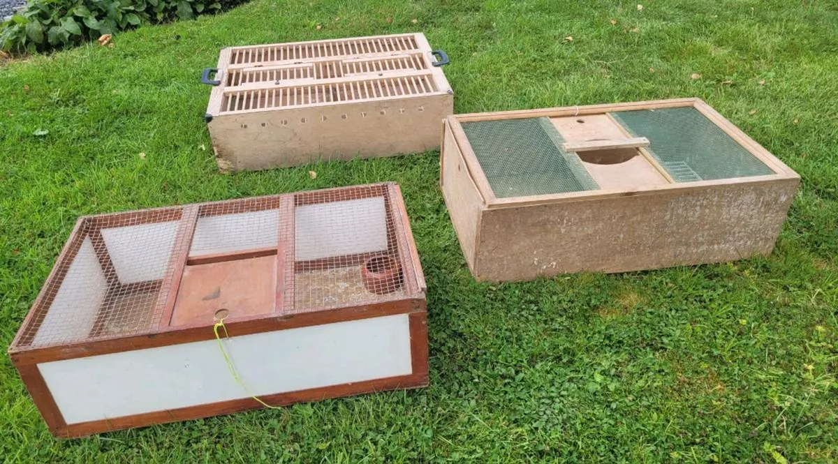 Pigeon crates and showbird carriers - Image 2